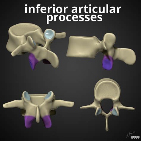 Radiopaedia - Drawing Inferior articular process - no labels | AnatomyTOOL