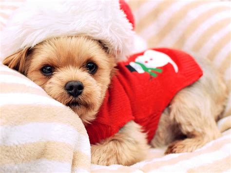 宠物狗图片-圣诞节快乐狗狗素材-高清图片-摄影照片-寻图免费打包下载