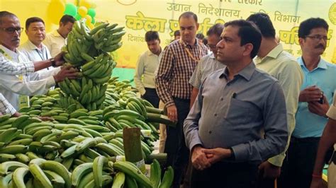 Banana Farming: विदेशों में बढ़ी बिहार के केले की मांग, इन 12 जिलों में ...