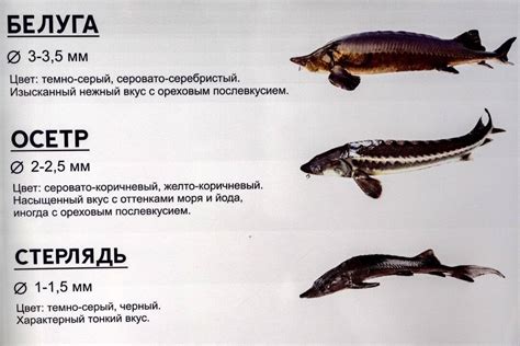 Чем отличается стерлядь от осетра