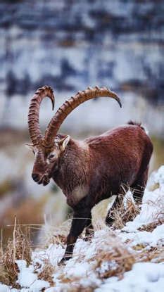 7 unique animals in the world whose names begin with the letter “I”