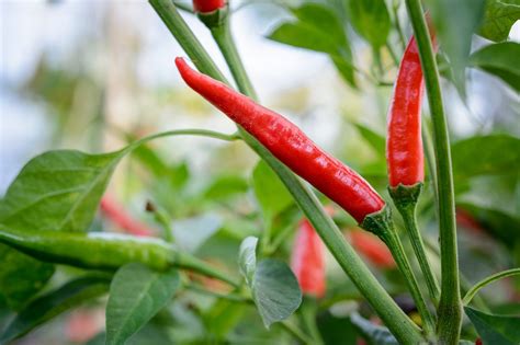 Hatch-Tal Green Chili Seeds – Legendary Hot Pepper Variety for Garden ...