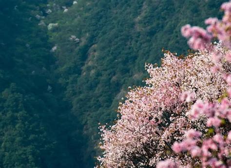 【2021台州赏花地图】油菜花、樱花、桃花、来这里感受浪漫花季-台州旅游-台州19楼