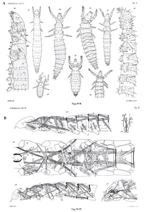 Local Protoures 的图像结果
