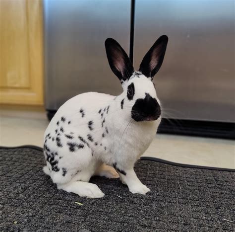 English Spot Rabbit