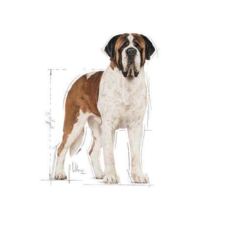 Royal Canin Giant Adult Dry Dog Food | Dry Dog Food India