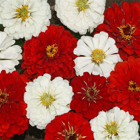 Buy Zinnia Seeds Stop Sign – Bright Stoplight Red Bloom Seeds – Dharaseeds