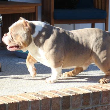 Image result for Bully Silentpatch Install