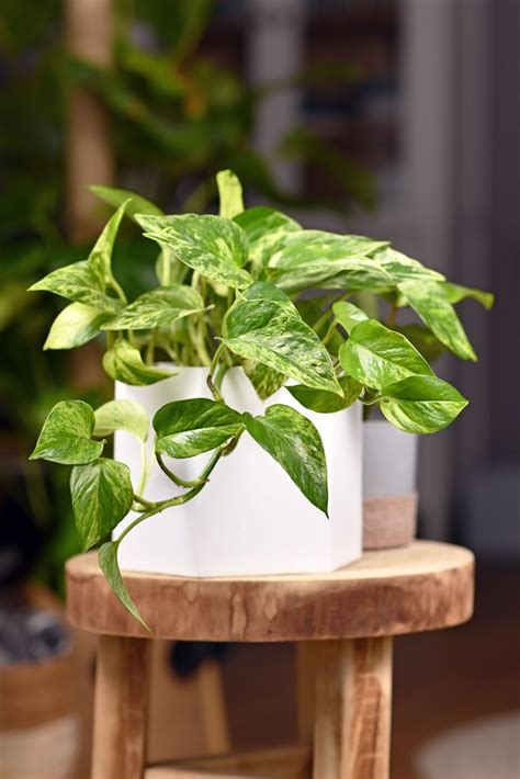 Common Types Of Houseplants at Brett Rivera blog