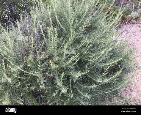 California sagebrush (Artemisia californica) Plantae Stock Photo - Alamy