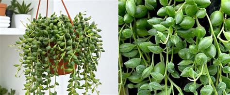 Best String Plants for Indoor Decoration – Plant Rabit