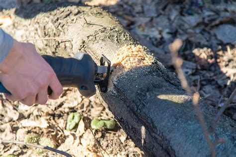 Stump grinding Photos - Download Free High-Quality Pictures | Freepik