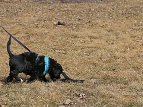 Types of Tracking Dogs 的图像结果