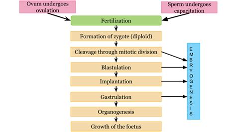 Image result for Parturition Class 12