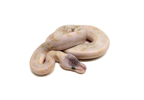Image result for Champagne Ball Python