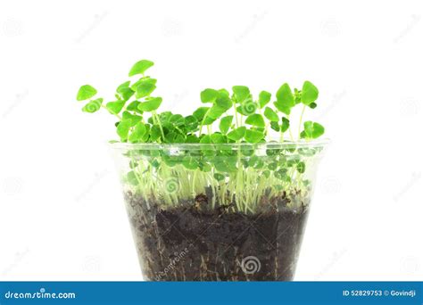 2,937 Chia Plant Seeds Stock Photos - Free & Royalty-Free Stock Photos ...