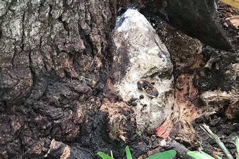 Finding Tree Root Flare 的图像结果