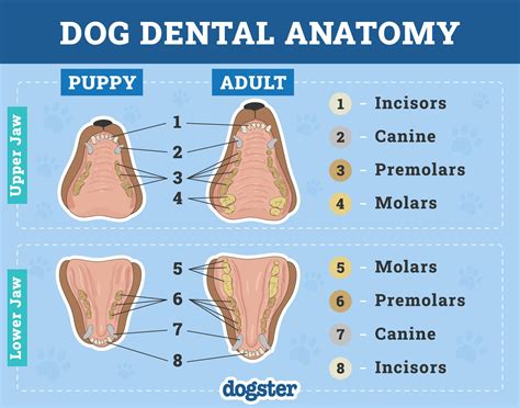Types Of Canine Teeth: Dog Teeth Size Chart – NQFLWV