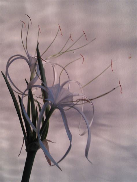 Spider Lily (Hymenocallis)