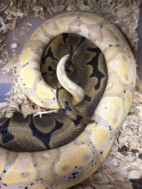 Image result for Ball Python Breeding 2014