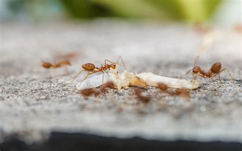 6 Effective Tips on How To Keep Ants Away • Arrest A Pest