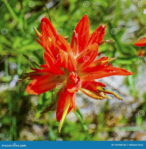 Orange Scarlet Indian Paintbrush Wildflower Mount Rainier Paradise ...
