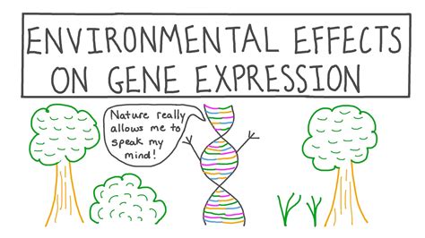 Lesson Video: Environmental Effects on Gene Expression | Nagwa
