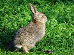 Image result for Baby Gray Rabbit