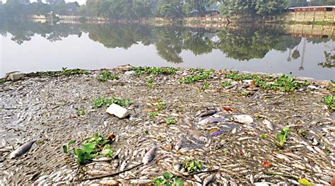 6 ton fishes are dead by poison