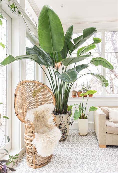 Large Indoor Plants - Best Houseplants | Apartment Therapy