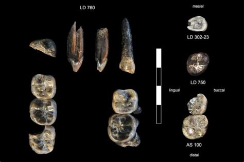 El descubrimiento del siglo: el hallazgo de un ancestro humano cambia ...
