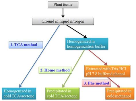 Image result for Protein Extraction Simple Protocol