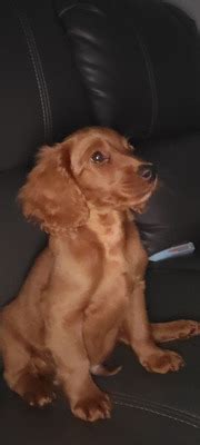 2 Week Old Cockapoo 的图像结果