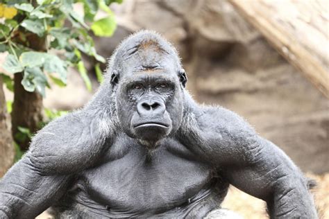 Silverback Gorillas Strength