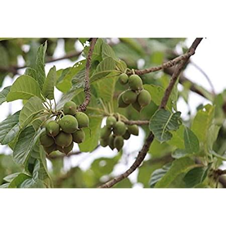 M-Tech Gardens Rare Honey tree Mahua Tree Madhuca longifolia Medicinal ...