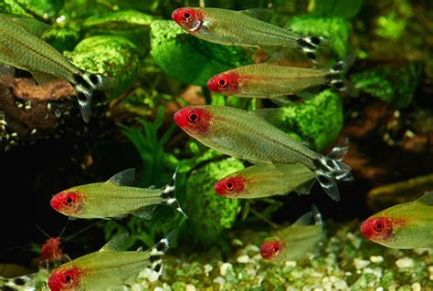 Rummy Nose Tetra: The Complete Care And Breeding Guide ...