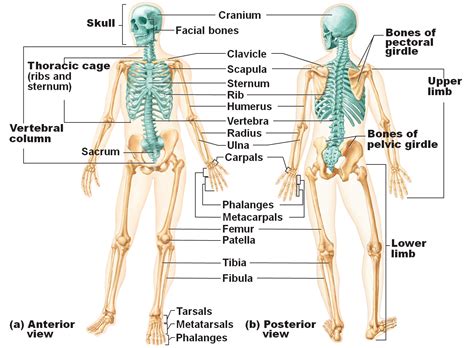 Axial skeleton in blue, appendicular skeleton in white | Anatomy bones ...