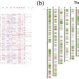 Image result for Mechanism Copy Number Variation