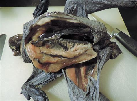 Cottontail Farm: Growing & Cooking Meat Silkie Chickens