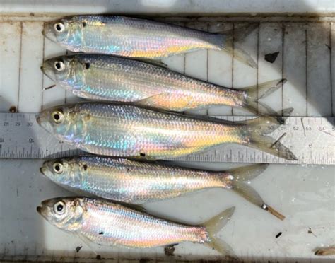 Proposed Fishing Regulation Amendment Change and Public Input Opportunity