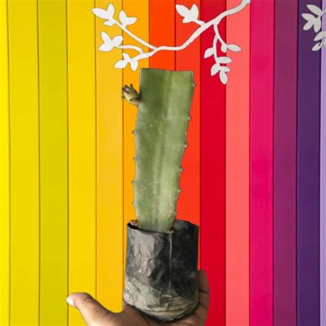 Chayatol Dragon Fruit Live rooted Plant RED c variety and Vietnam WHITE ...