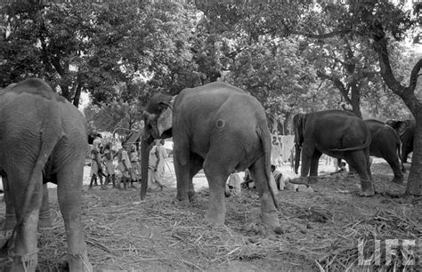 Elephants in Sonepur Cattle Fair in Bihar 1952 - Part 4 - Old Indian Photos