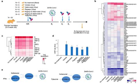 Nafamostat–Interferon-α Combination Suppresses SARS-CoV-2 Infection In ...