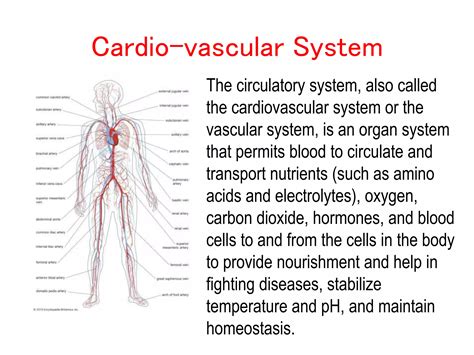 Human Anatomy and Physiology : Organ systems II | PPT