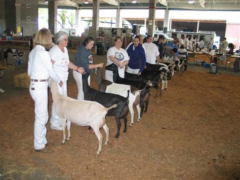 Northwest Oregon Dairy Goat Association