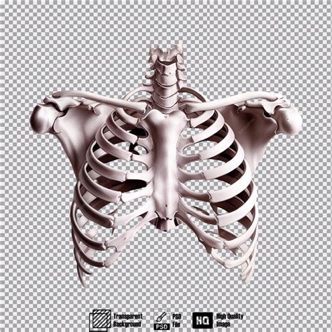Female rib cage anatomy on transparent background | Premium AI-generated PSD