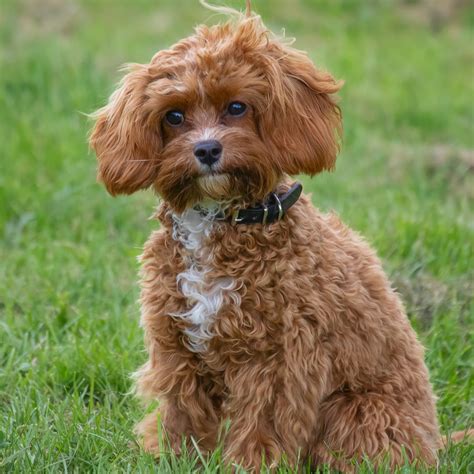 Cavapoochon Adulte Cavapoos Doodle Corner