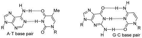 Image result for Complementary Base Pairs