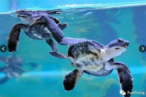 全球变暖影响海龟性别！ 大堡礁幼年绿海龟99%为雌性