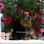 Image result for Teacup Yorkie